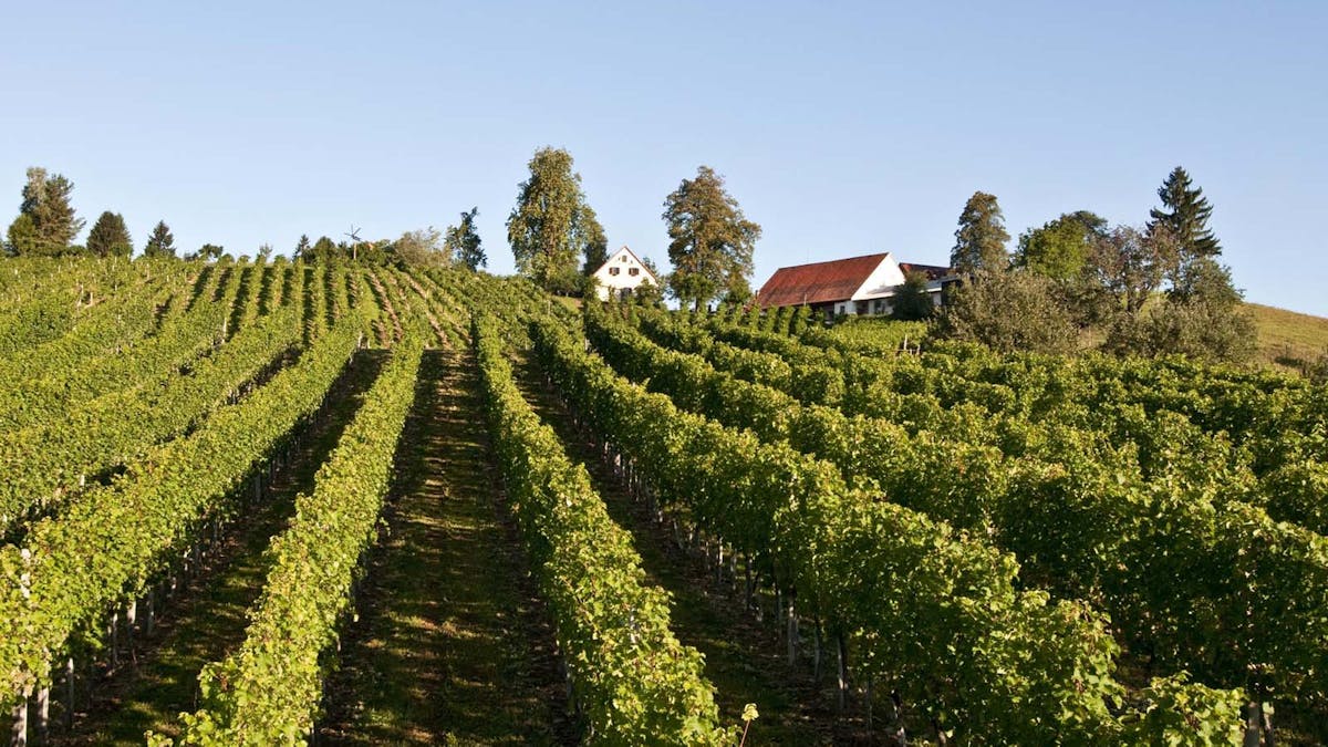 Vino Hlade
